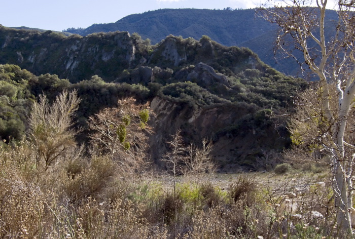 woods mountain field