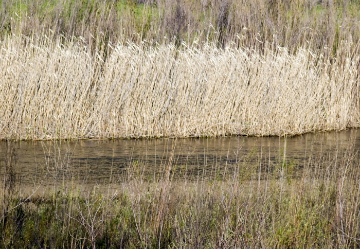 river field