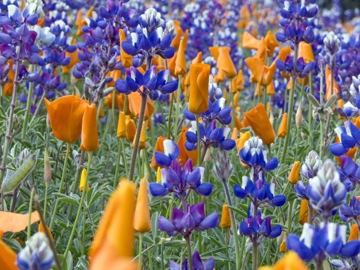 field flower plant lupine plant poppy