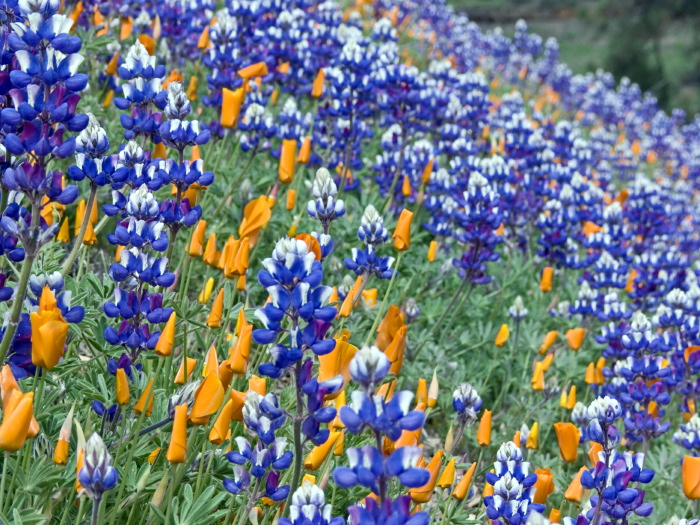 field flower plant lupine plant poppy