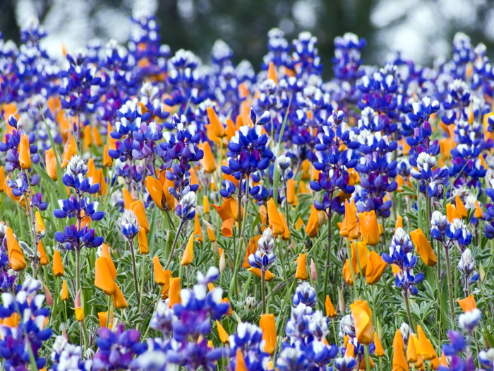 field flower plant lupine plant poppy