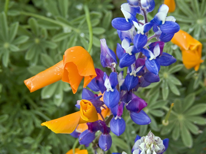 field flower plant lupine plant poppy