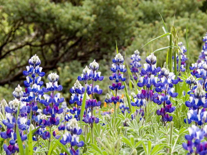 field flower plant lupine