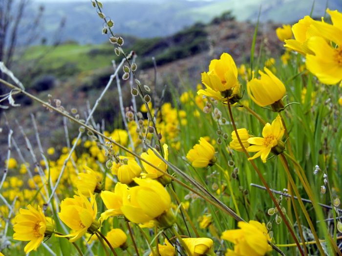 mountain field flower plant coreopsis