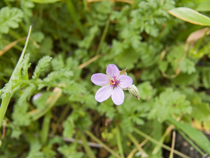  flower plant erodium