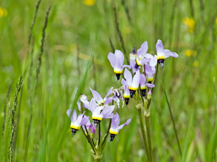 field flower plant shooting star