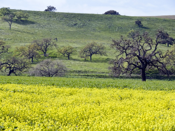 field plant mustard