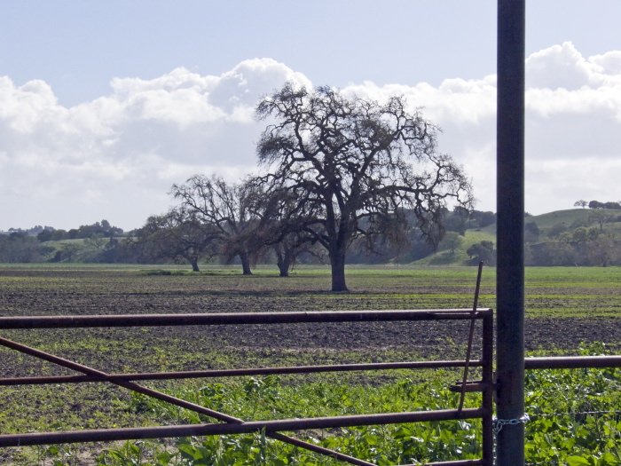 field artifact agriculture clouds