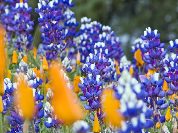 field flower plant lupine plant poppy