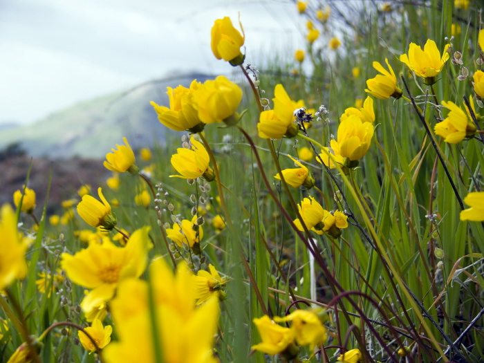 mountain field flower plant coreopsis