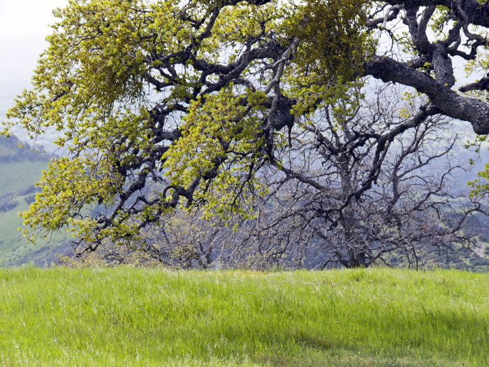 mountain field bud branches