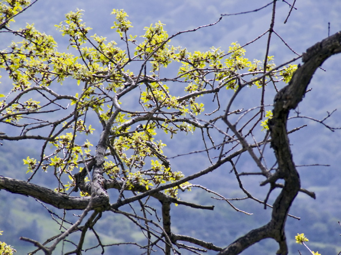 silhouette bud branches