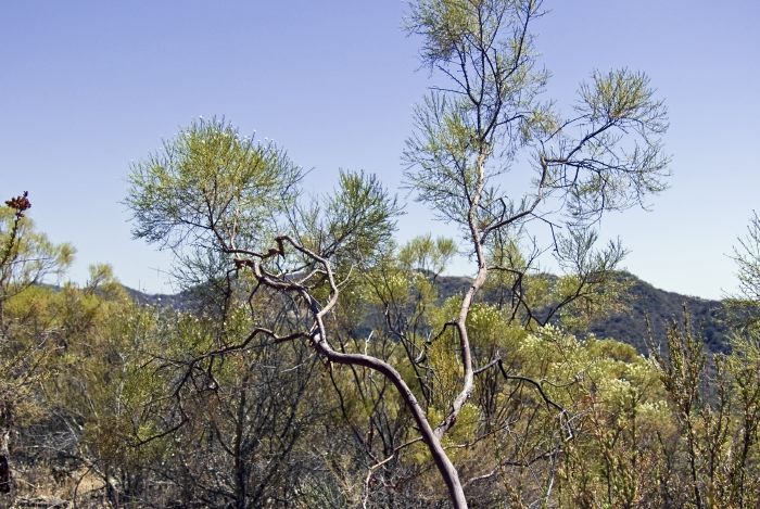 desert mountain plant chamise (greasewood)