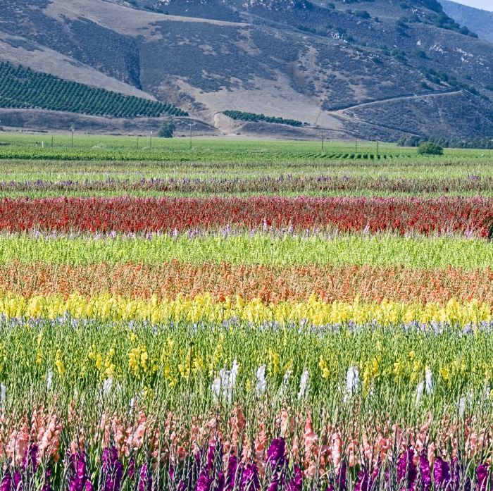 agriculture field mountain flower plant gladiolus