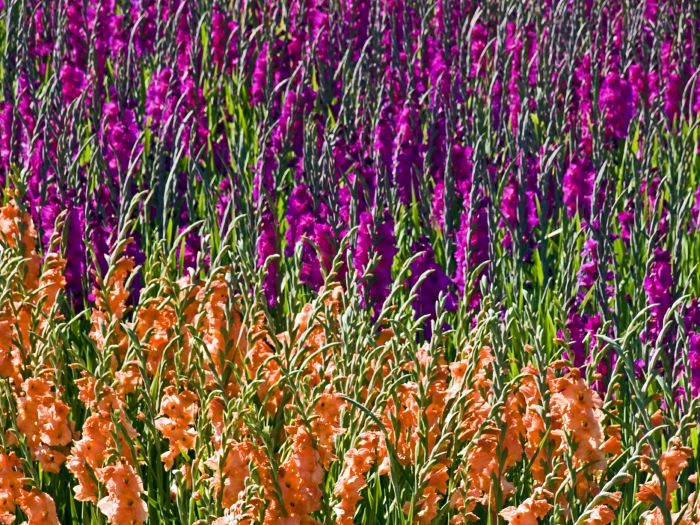 agriculture field flower plant gladiolus