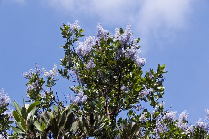 clouds flower plant ceanothus