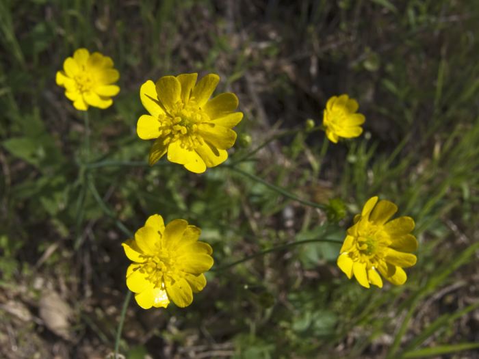 woods floor flower plant uncertain