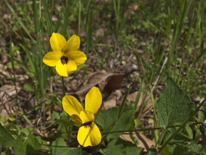 woods floor flower plant johnny-jump-up plant violet