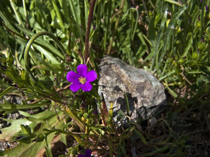 woods floor flower plant calandrinia (red maids)