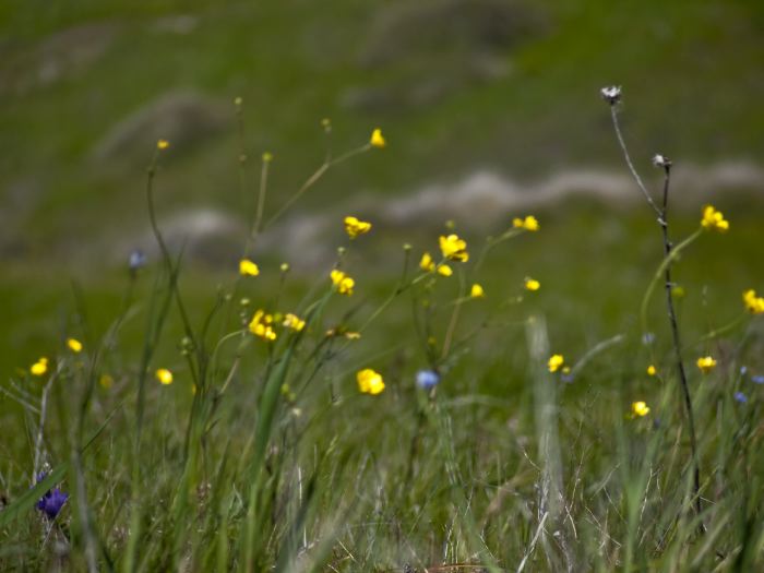 field flower plant grass