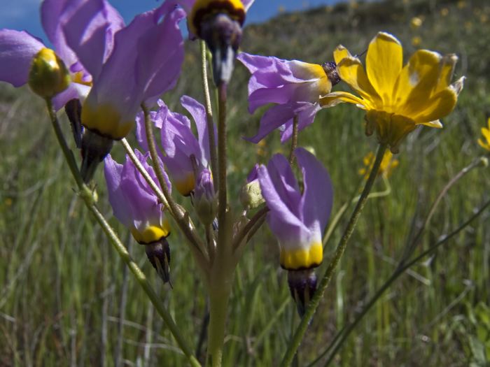 field flower plant grass plant shooting star