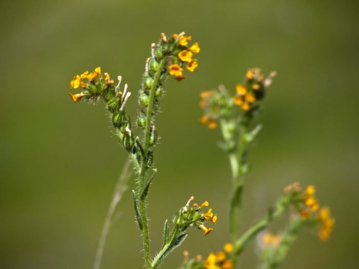  flower plant fiddleneck (amsinckia)