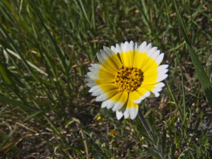 field flower plant grass plant tidy tips