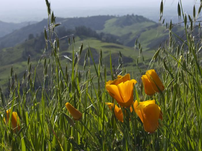 field mountain flower plant grass plant poppy