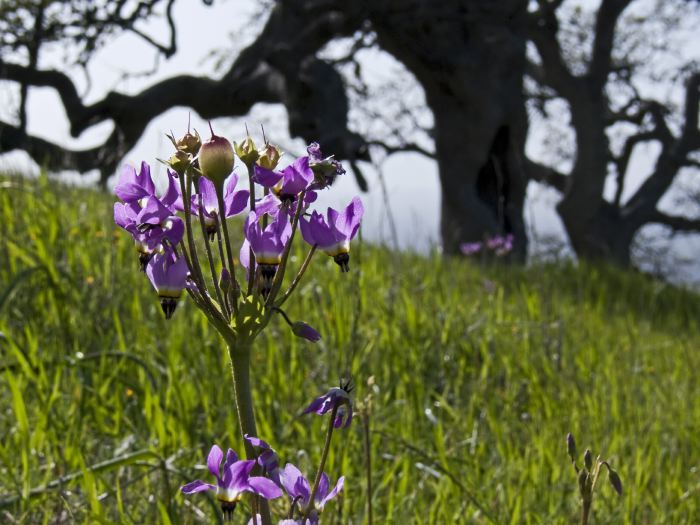  flower plant live oak plant grass plant shooting star