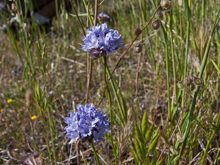 field flower plant blue dicks plant grass plant lace pod