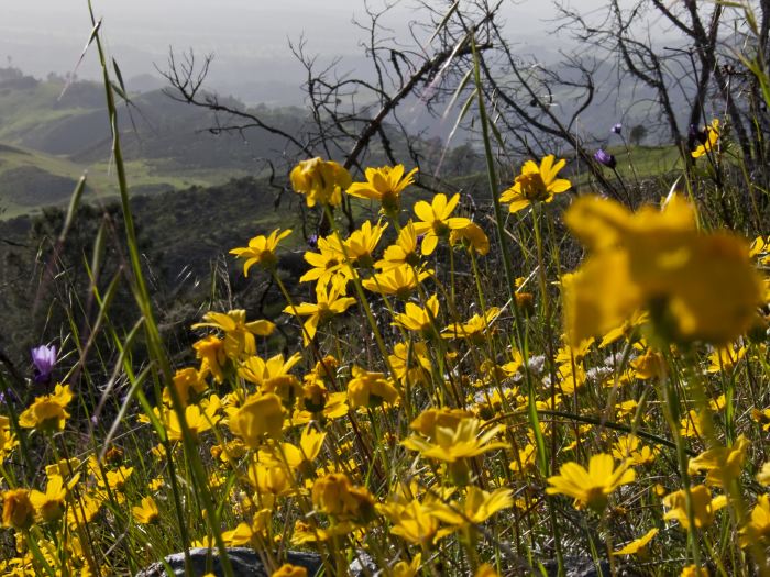 field mountain flower plant coreopsis