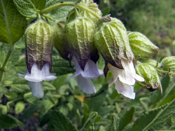  flower plant sage pitcher sage (woodbalm)