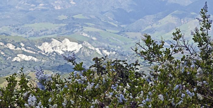 mountain flower plant ceanothus