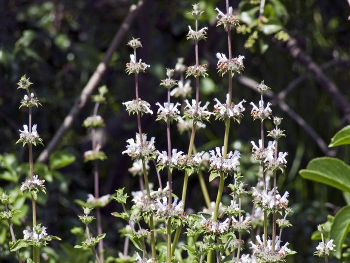 woods flower plant sage