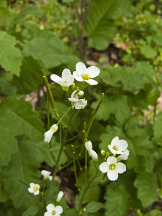 woods floor flower plant uncertain