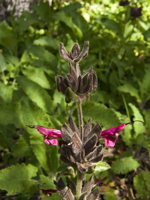 woods floor flower plant sage hummingbird sage