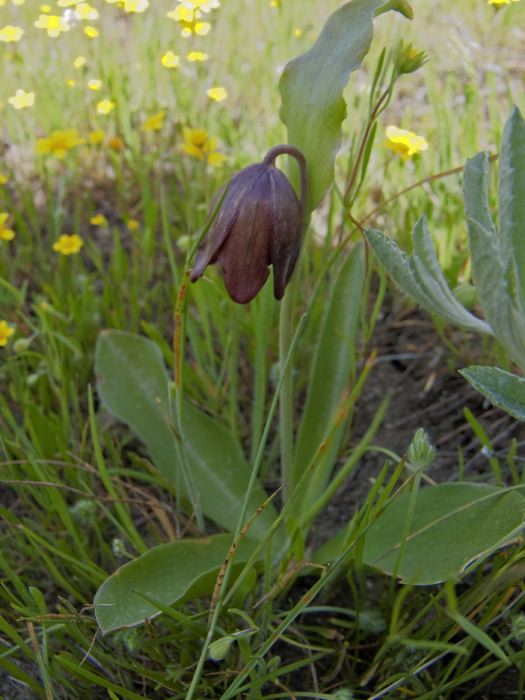 field flower plant grass plant lily chocolate lily (fritillaria)