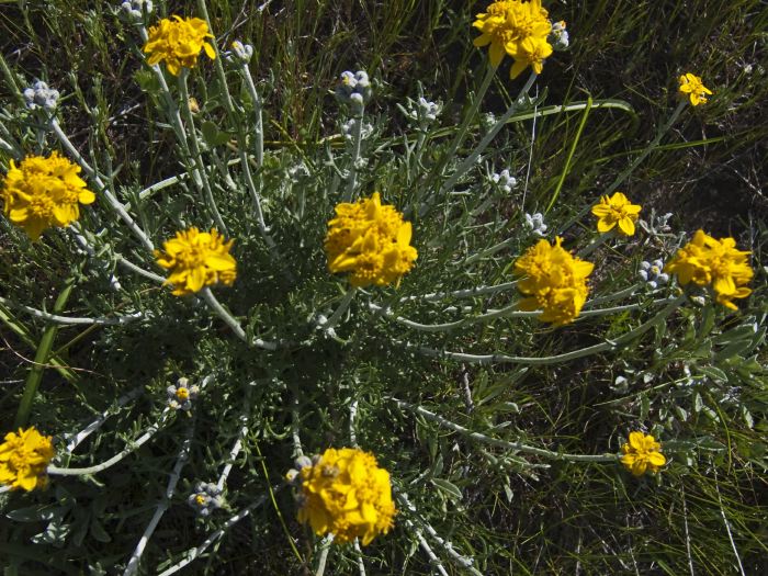  flower plant yarrow golden yarrow