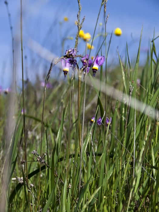 field flower plant grass plant shooting star