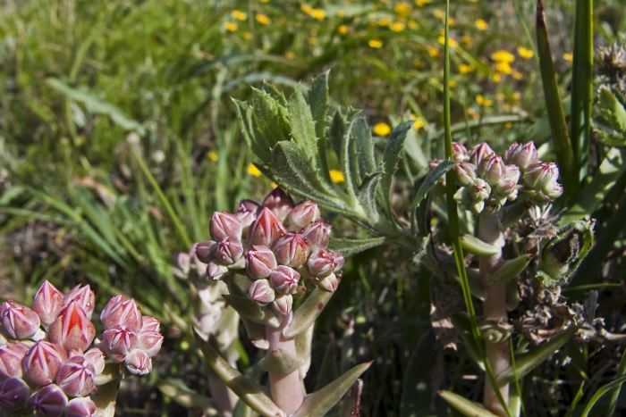 field flower plant dudleya