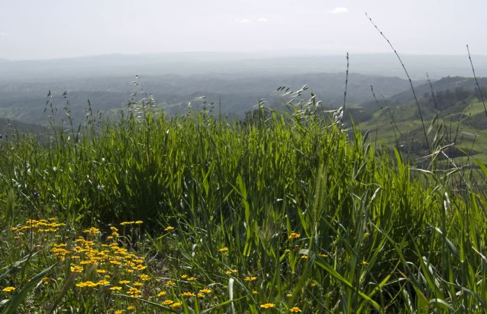 field mountain flower plant grass plant lasthenia (goldfields)