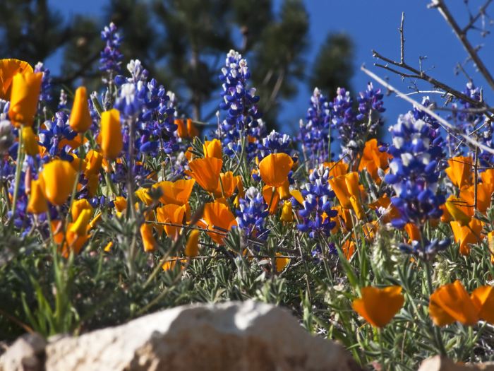 field flower plant lupine plant poppy