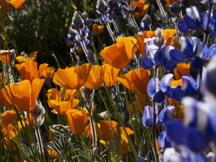 field flower plant lupine plant poppy