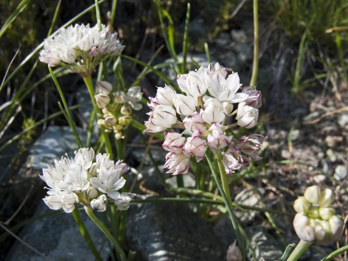  flower plant allium