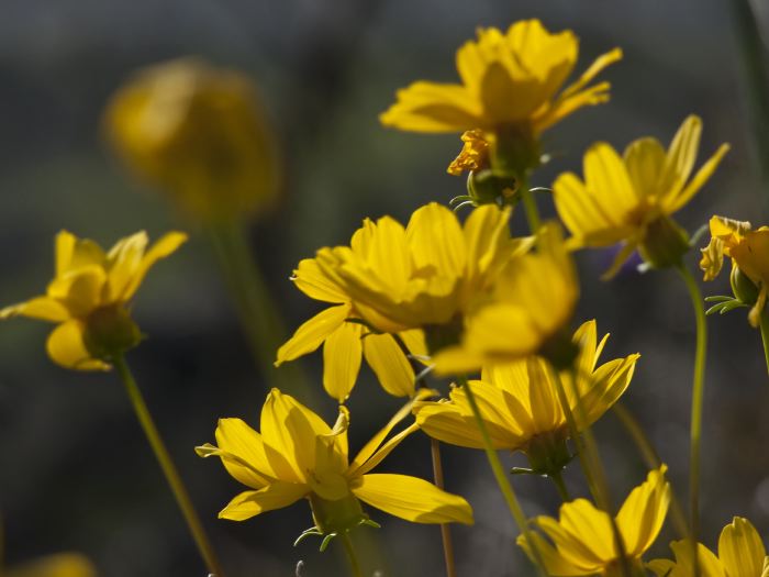  flower plant coreopsis