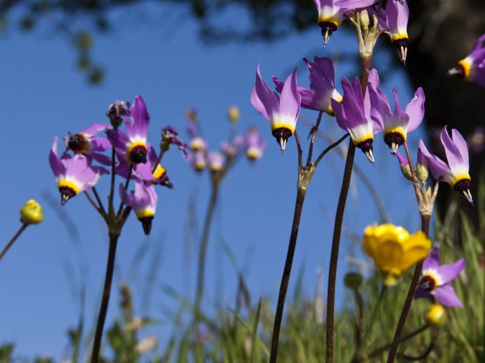 field flower plant shooting star