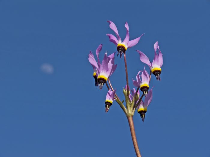 moon flower plant shooting star