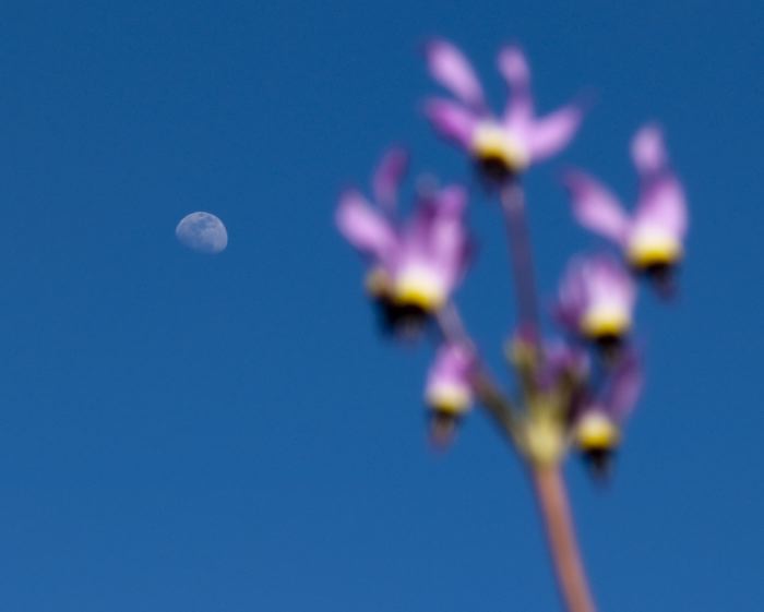 moon flower plant shooting star