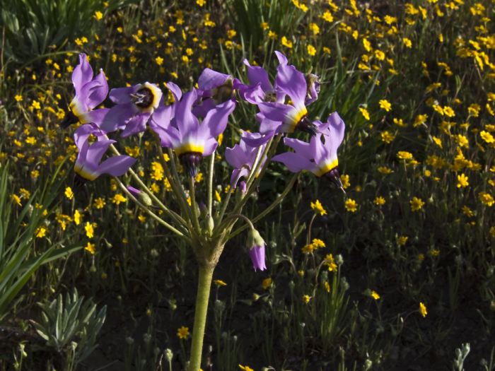 field flower plant lasthenia (goldfields) plant shooting star