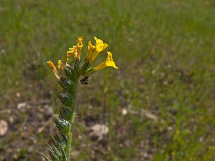 field flower plant fiddleneck (amsinckia)